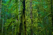 british-columbia-skookumchuck-forest-imgp2201