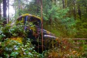 british-columbia-skookumchuck-forest-imgp2314