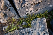 alvar-bruce-peninsula-imgp7811
