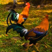 kauai-roosters-imgp1795
