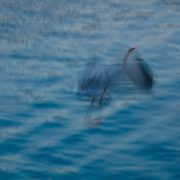 great-blue-heron-imgp4614